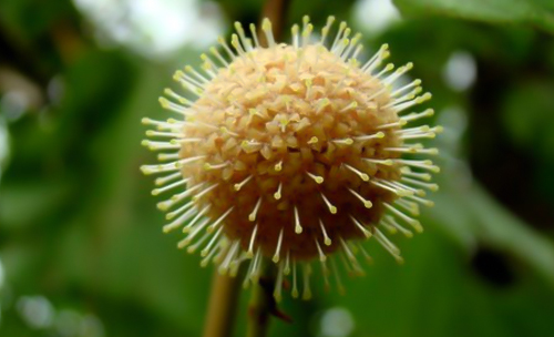 A Dina Cordifolialock