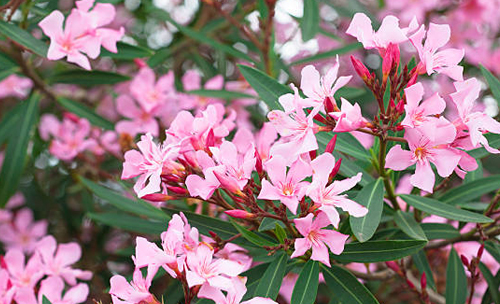 Oleander