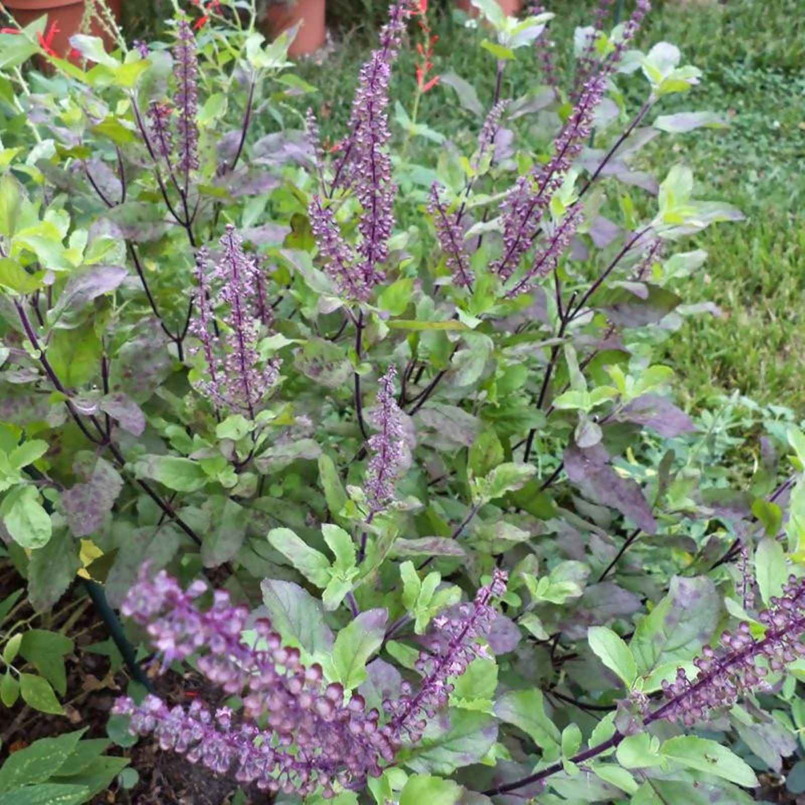 Jagannath Tulsi Seva - REKHA TULASI - Book Jagannath Pushpa Dana Seva